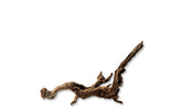 Ada Horn Wood
